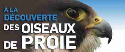 A la découverte des oiseaux de proie